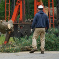 What to Do When a Tree Blocks Your Path: A Guide to Tree Safety
