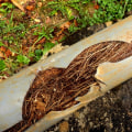 Tree Safety Considerations for Properties With Aging Plumbing Lines