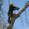 Ensure Tree Safety with Professional Tree Removal