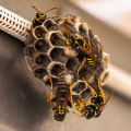 Wasp Pest Control in Barnsley: A Safer Approach to Tree Safety
