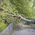 Understanding Tree Safety: Common Hazards and Prevention Strategies