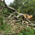 Safe Strategies for Removing Fallen Branches After a Storm