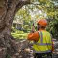Why Mature Trees Require Regular Safety Evaluations Near Homes and Buildings