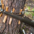 The Connection Between Tree Safety and Preventing Damage During Moving Day