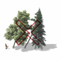 What to Do When You Notice a Leaning Tree: Ensuring Tree Safety