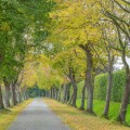 Ensuring Tree Safety and Health in Chesapeake