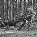 Ensure Tree Safety with Expert Trimming in Columbia