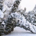 Essential Safety Measures for Trees During Severe Weather Conditions