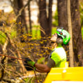 Essential Safety Precautions for Tree Trimming and Pruning