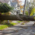What to Do When a Tree Falls on Your Property or Car: Essential Steps for Safety and Recovery