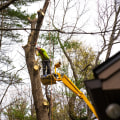 Safe and Responsible Ways to Dispose of Fallen or Removed Trees