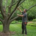 Understanding Tree Safety: How Often Should You Inspect Your Trees?