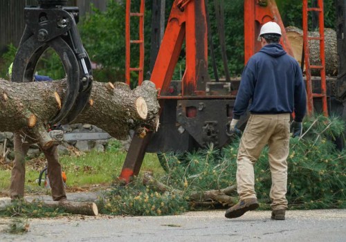 What to Do When a Tree Blocks Your Path: A Guide to Tree Safety