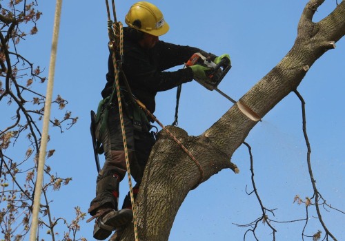 Ensure Tree Safety with Professional Tree Removal