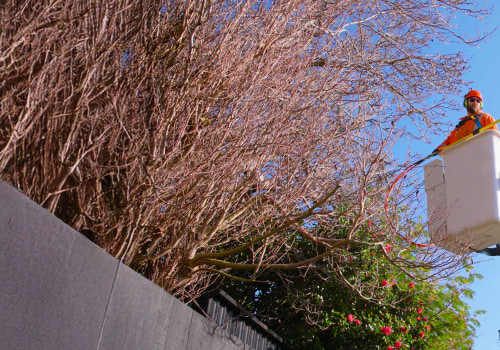 Essential Tips for Ensuring Tree Safety and Preventing Accidents