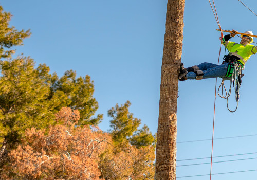 Understanding Tree Safety Near Power Lines: Risks and Best Practices