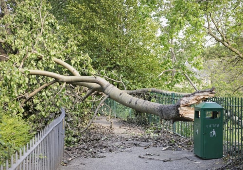 Understanding Tree Safety: Common Hazards and Prevention Strategies