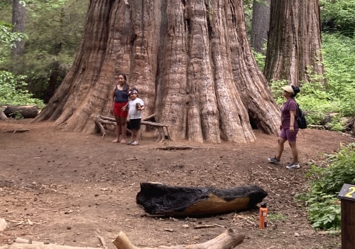 Understanding Tree Safety Regulations and Laws in the United States