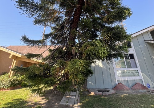 What to Do When a Tree is Leaning Towards Your Neighbor's Property