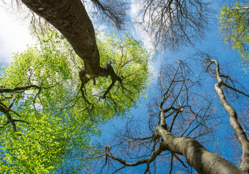 How to Identify and Address Tree Diseases and Pest Infestations for Optimal Tree Safety