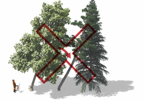 What to Do When You Notice a Leaning Tree: Ensuring Tree Safety