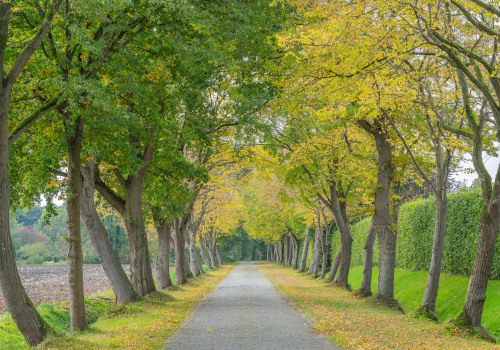Ensuring Tree Safety and Health in Chesapeake