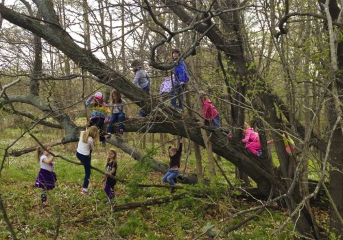 What to Do If You See Someone in Danger While Climbing a Tree