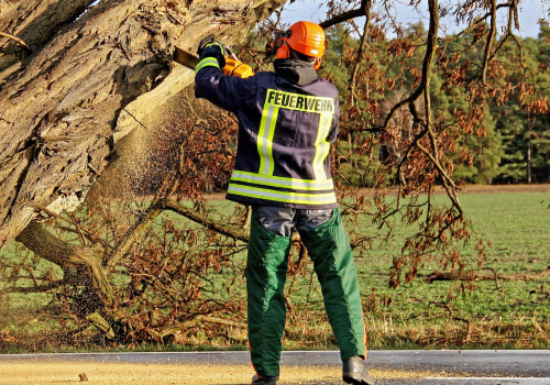 Tree Safety Matters: Professional Tree Removal in Portland, OR for Safer Properties