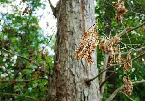 Effective Strategies for Safely Removing Dead or Dying Trees