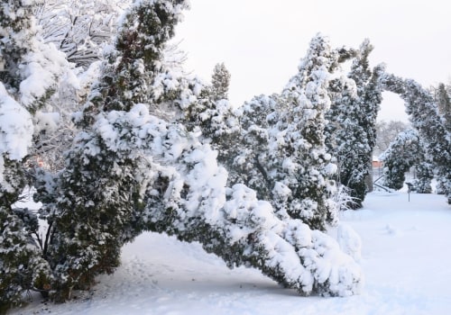 Essential Safety Measures for Trees During Severe Weather Conditions