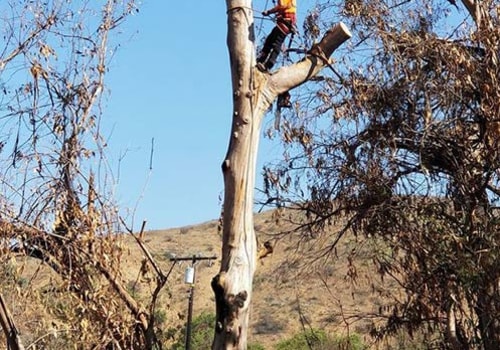 Tree Safety Warning Signs You Should Never Ignore
