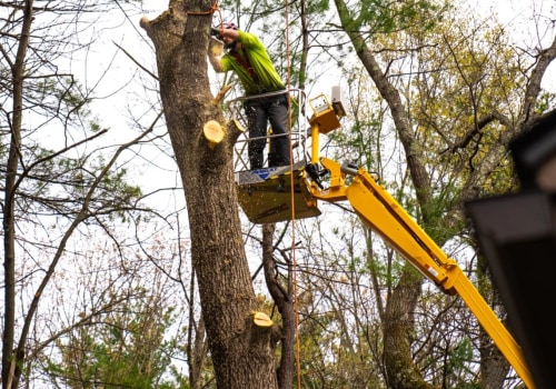 Safe and Responsible Ways to Dispose of Fallen or Removed Trees