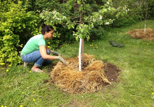 Ensuring Tree Safety on Your Property: Essential Tips and Best Practices